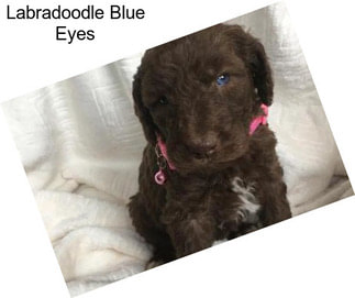 Labradoodle Blue Eyes