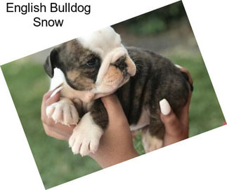 English Bulldog Snow