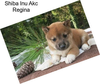 Shiba Inu Akc Regina