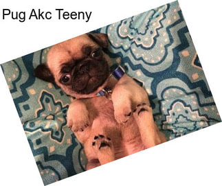 Pug Akc Teeny