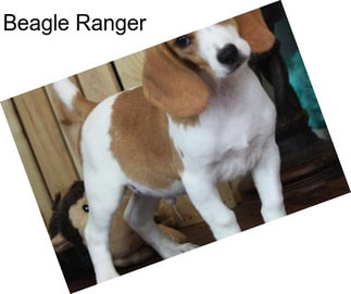 Beagle Ranger