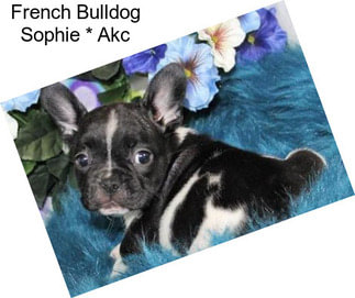 French Bulldog Sophie * Akc