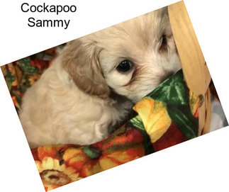 Cockapoo Sammy