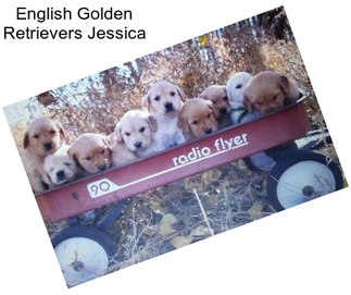 English Golden Retrievers Jessica