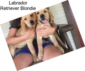 Labrador Retriever Blondie
