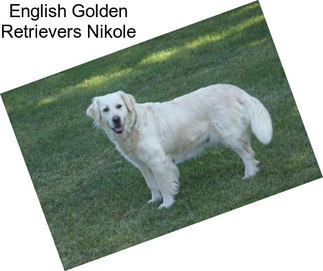 English Golden Retrievers Nikole