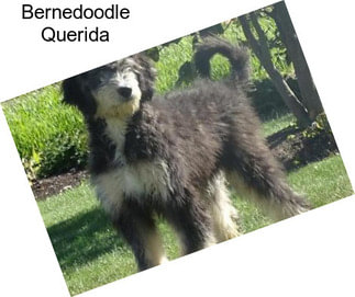 Bernedoodle Querida