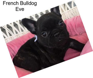 French Bulldog Eve