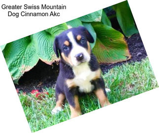 Greater Swiss Mountain Dog Cinnamon Akc