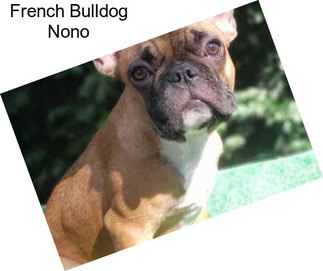 French Bulldog Nono