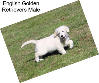 English Golden Retrievers Male