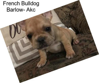 French Bulldog Barlow- Akc