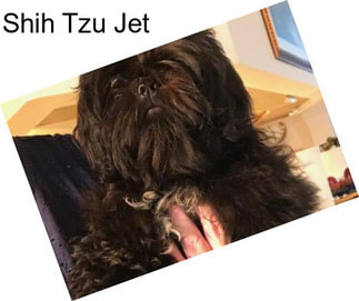 Shih Tzu Jet