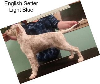 English Setter Light Blue