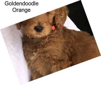 Goldendoodle Orange