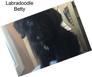 Labradoodle Betty