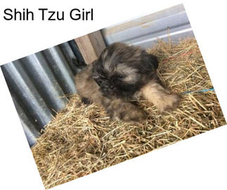 Shih Tzu Girl