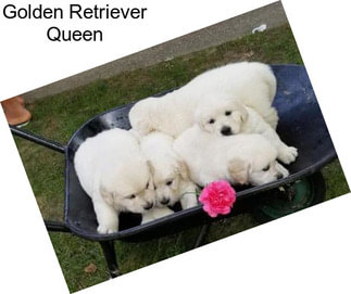 Golden Retriever Queen