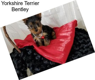 Yorkshire Terrier Bentley