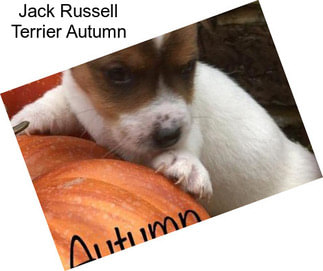 Jack Russell Terrier Autumn