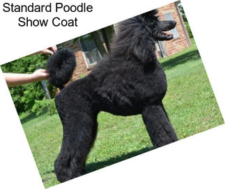 Standard Poodle Show Coat