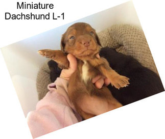 Miniature Dachshund L-1