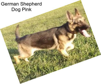 German Shepherd Dog Pink