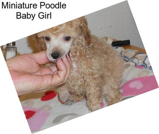 Miniature Poodle Baby Girl