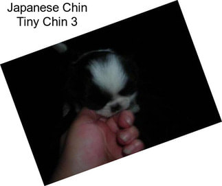 Japanese Chin Tiny Chin 3