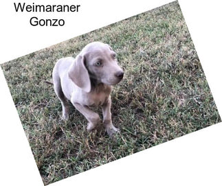 Weimaraner Gonzo