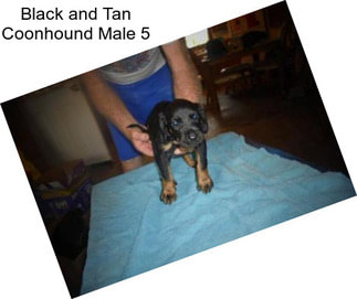 Black and Tan Coonhound Male 5