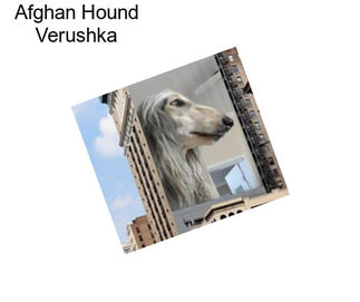 Afghan Hound Verushka
