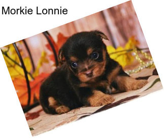 Morkie Lonnie