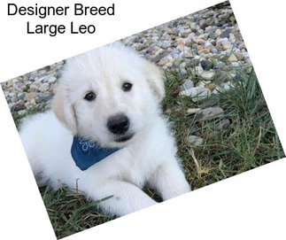 Designer Breed Large Leo