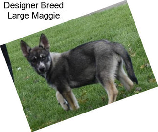 Designer Breed Large Maggie