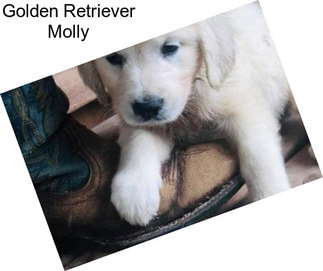 Golden Retriever Molly