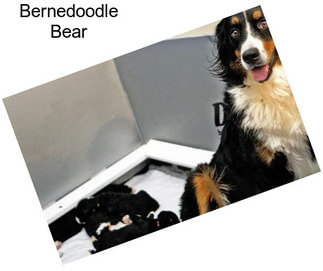 Bernedoodle Bear