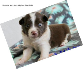 Miniature Australian Shepherd B-red Bi M