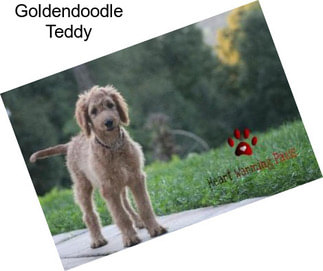 Goldendoodle Teddy