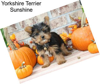 Yorkshire Terrier Sunshine