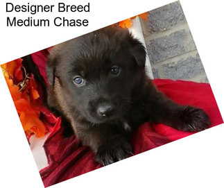 Designer Breed Medium Chase