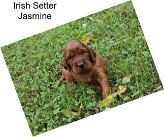 Irish Setter Jasmine