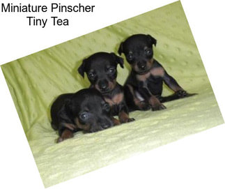 Miniature Pinscher Tiny Tea