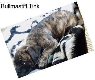 Bullmastiff Tink