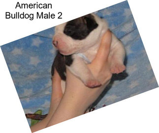 American Bulldog Male 2