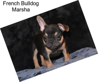 French Bulldog Marsha