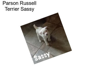 Parson Russell Terrier Sassy