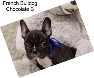 French Bulldog Chocolate B