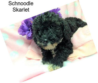 Schnoodle Skarlet