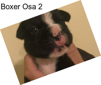 Boxer Osa 2